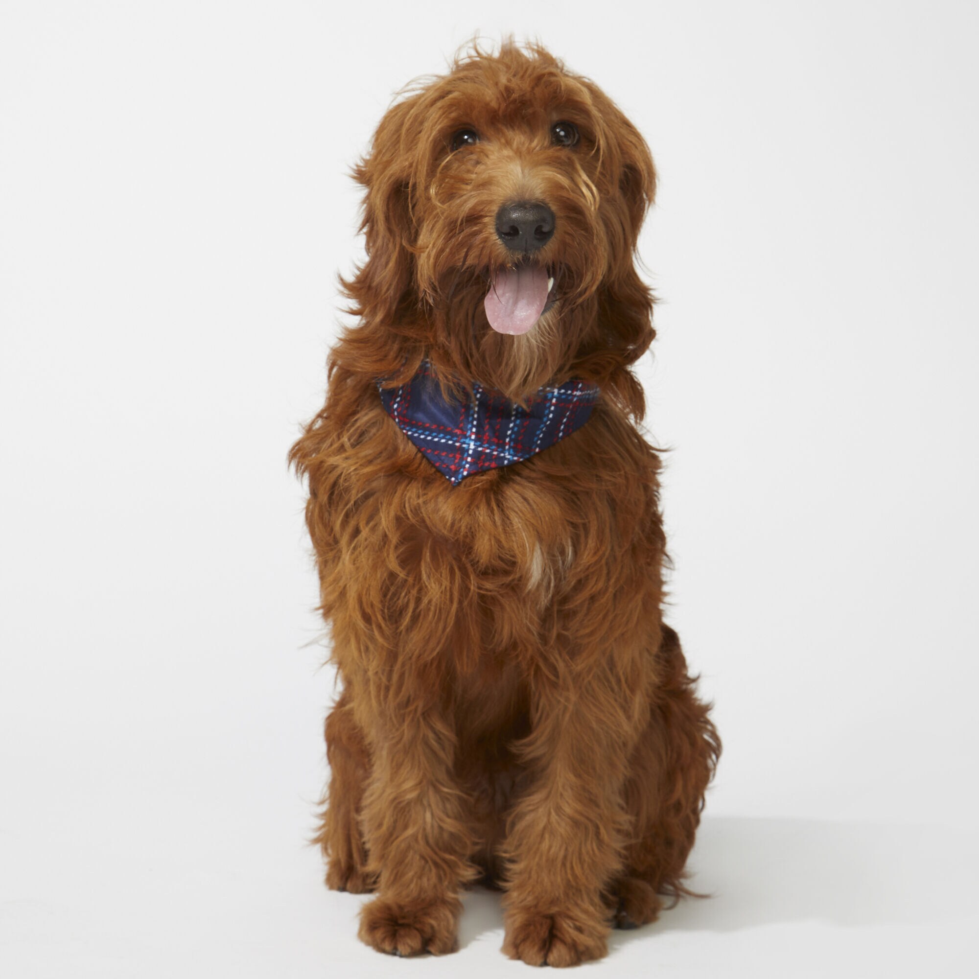 PET PLAID BANDANA,Sapphire/Pitch Yellow,large
