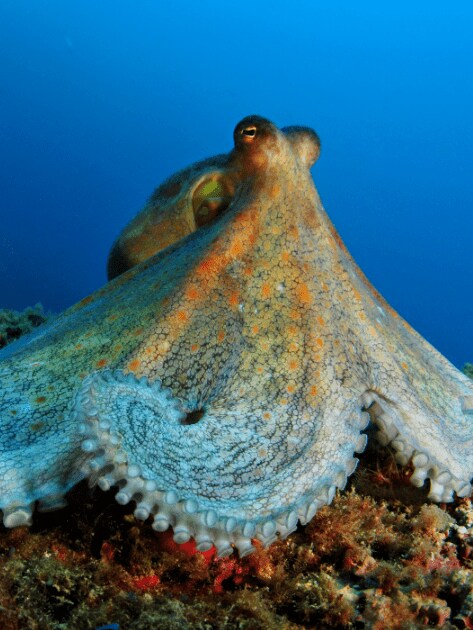 Octupus