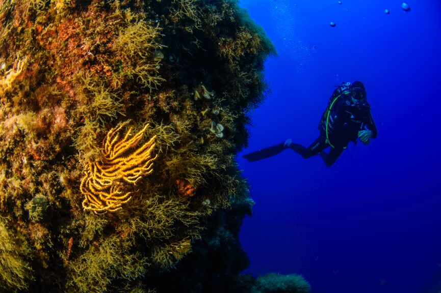 Diver